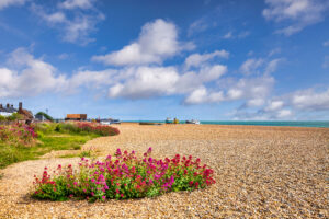 Aldeburgh, Suffolk, UK - The beach, covered in shingle, and wildflowers, on a beautiful summer day, blue sky and white clouds.