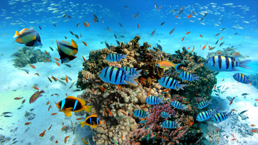 Stunning marine life close to the Hurghada coast