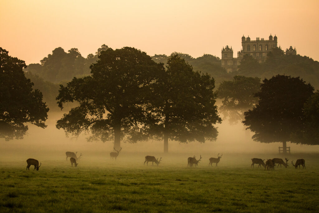Wollaton Hall and deer park, Nottingham